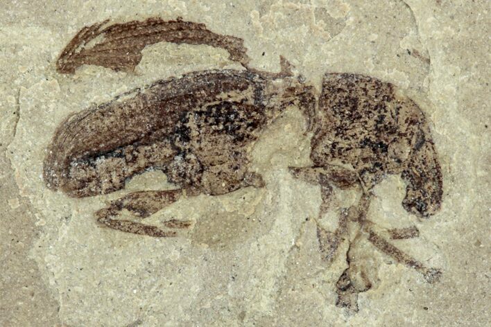 Detailed Fossil Weevil (Snout Beetle) - Green River Formation #242720